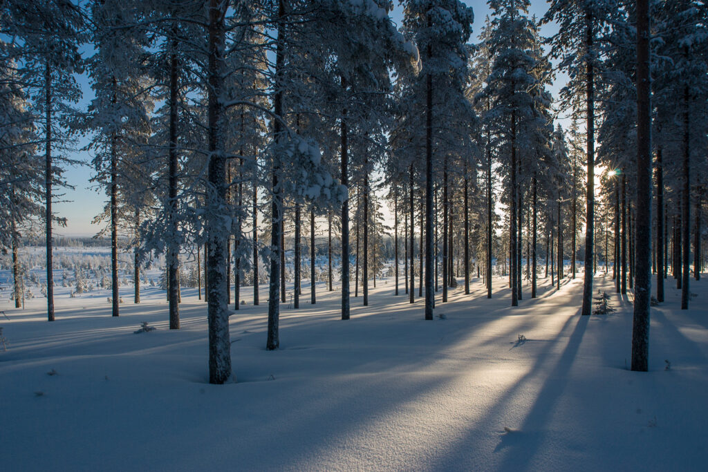 Timber for log construction growing in a winter forest.