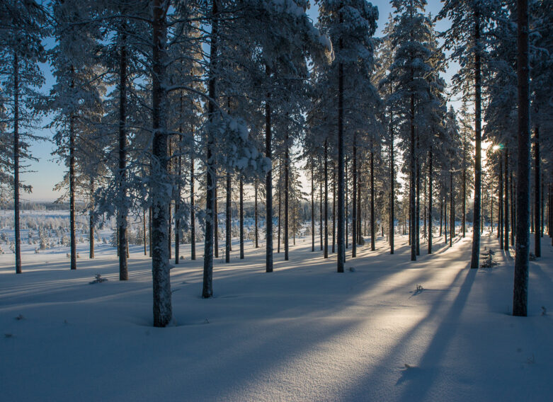 Hirsirakennusmateriaalia kasvamassa talvisessa metsässä.