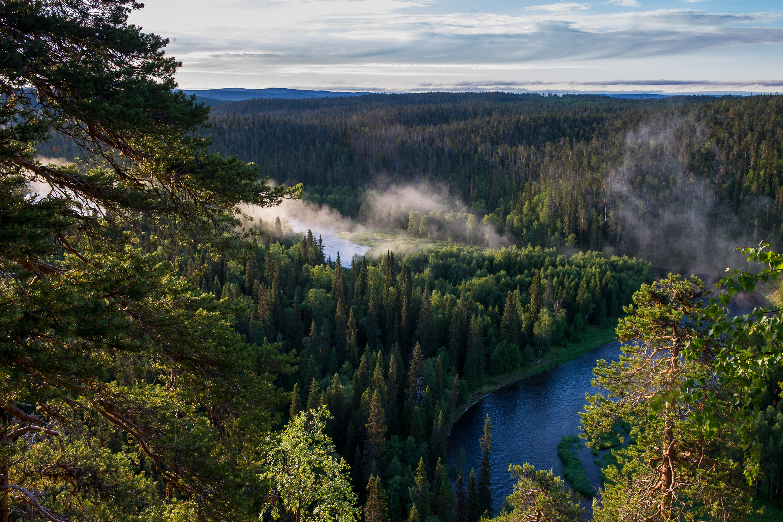 Metsämaisema Kuusamosta