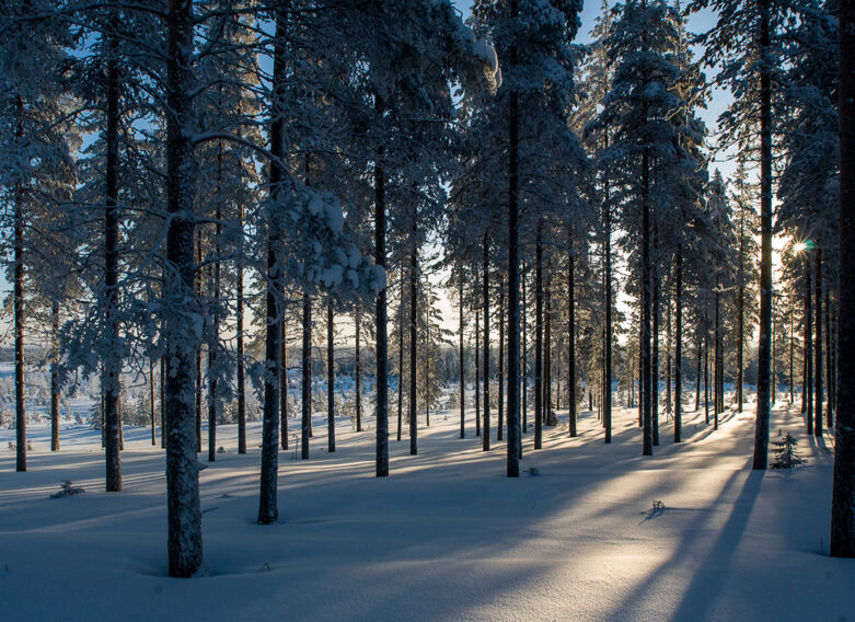 Vinterlandskap i skogen. Solljuset strilar in mellan träden och skapar långa skuggor i skogen som följer trädstammarna.
