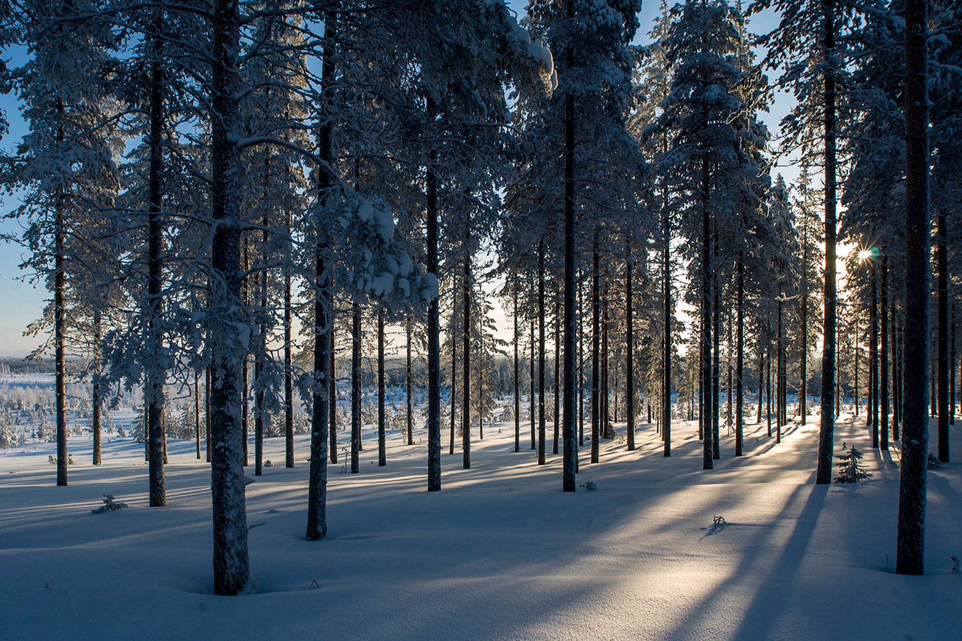 Vinterlandskap i skogen. Solljuset strilar in mellan träden och skapar långa skuggor i skogen som följer trädstammarna.