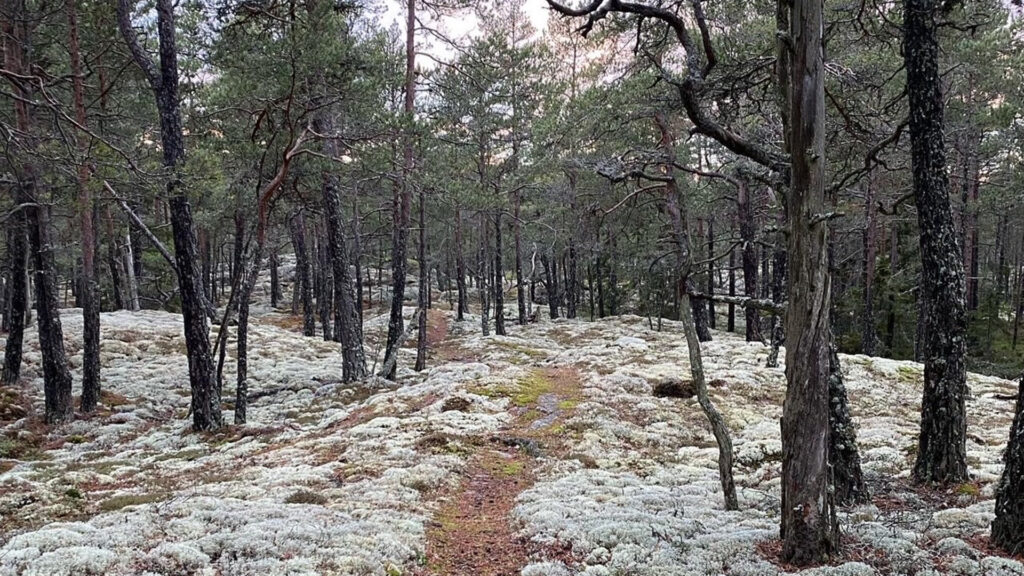 A rolling forest landscape covered in lichen. The pines are short, as if they were Lapland mountain pines.