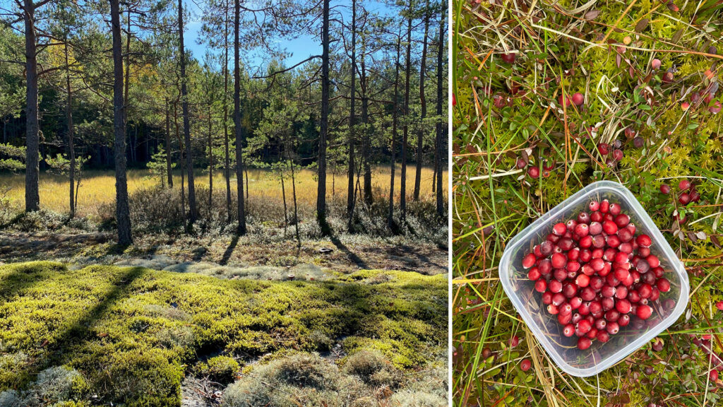 In the photo collage, a bog can be seen on the left and cranberries on the ground on the right, as well as cranberries picked into a container.