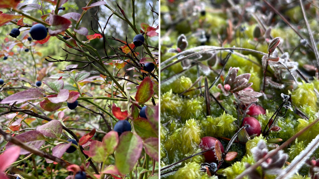 Blueberries and cranberries in a forest covered in a light dusting of snow. Moss also grows amongst the cranberries.