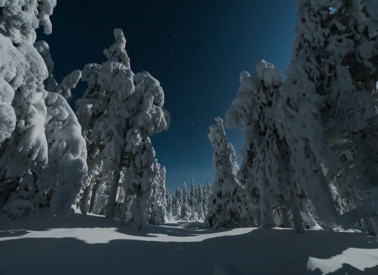 Luminen talvimetsä, jossa kuu valaisee maisemaa ja tähdet tuikkivat tummansinisellä taivaalla.
