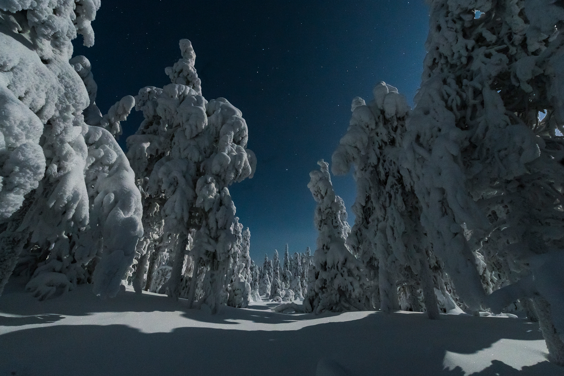 Luminen talvimetsä, jossa kuu valaisee maisemaa ja tähdet tuikkivat tummansinisellä taivaalla.